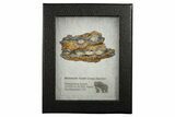 Mammoth Molar Slice With Case - South Carolina #349967-2